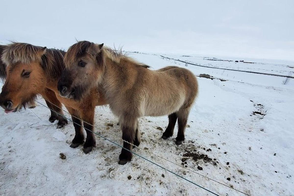 a couple of horses standing in the snow