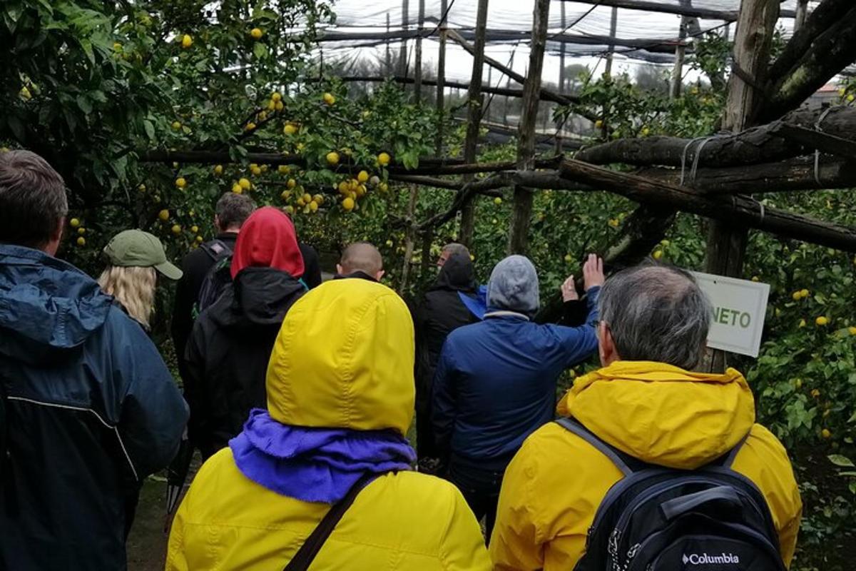 un gruppo di persone in piedi a guardare le arance