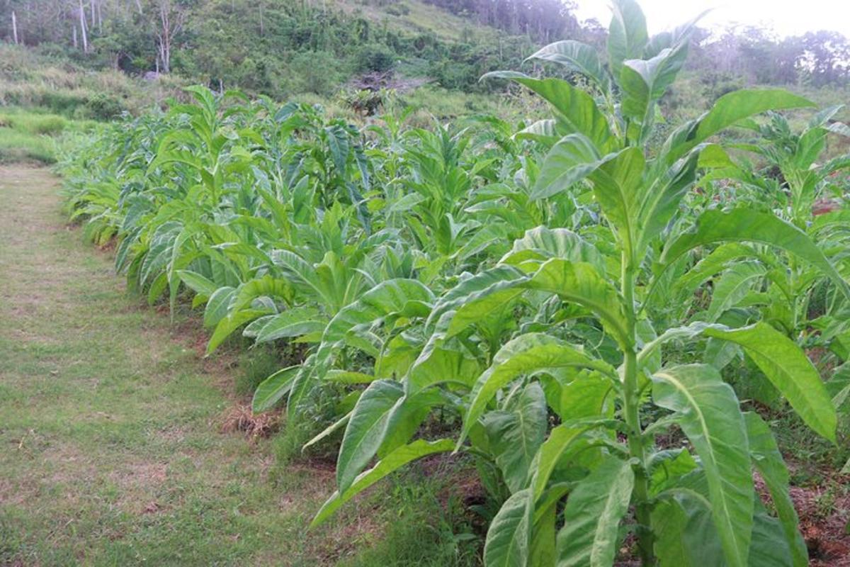 a row of green plants in a field