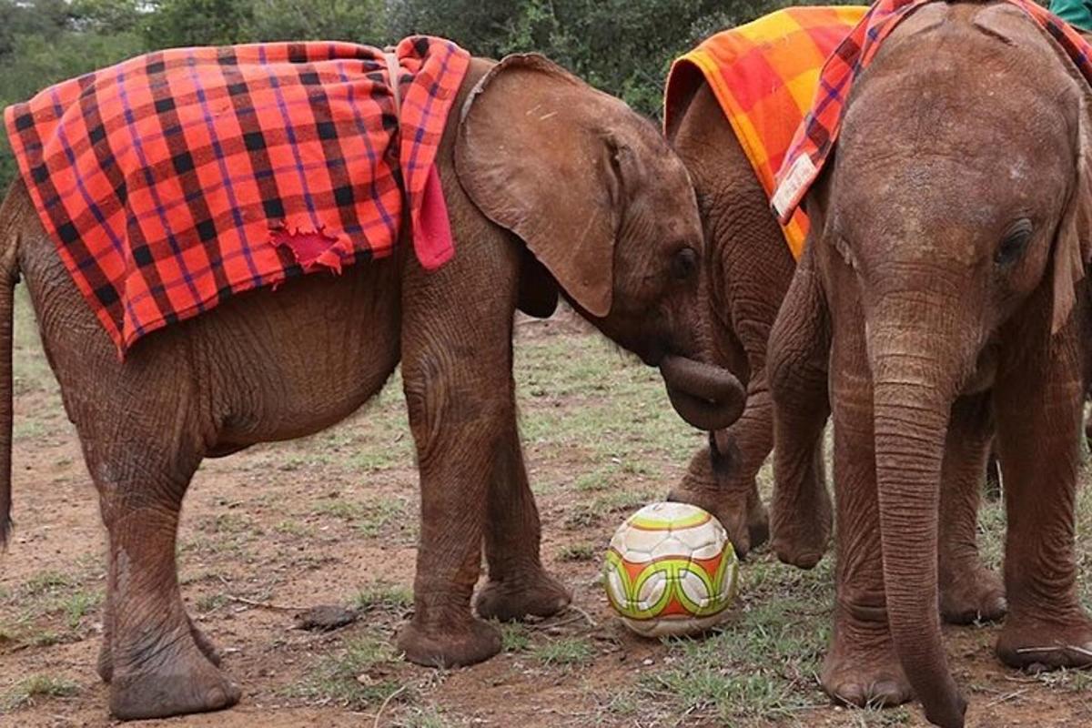 dois elefantes estão brincando com uma bola de futebol