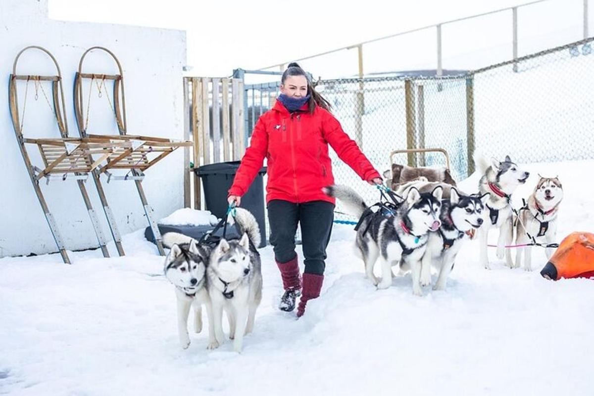 eine Frau zieht eine Gruppe Hunde auf einem Schlitten