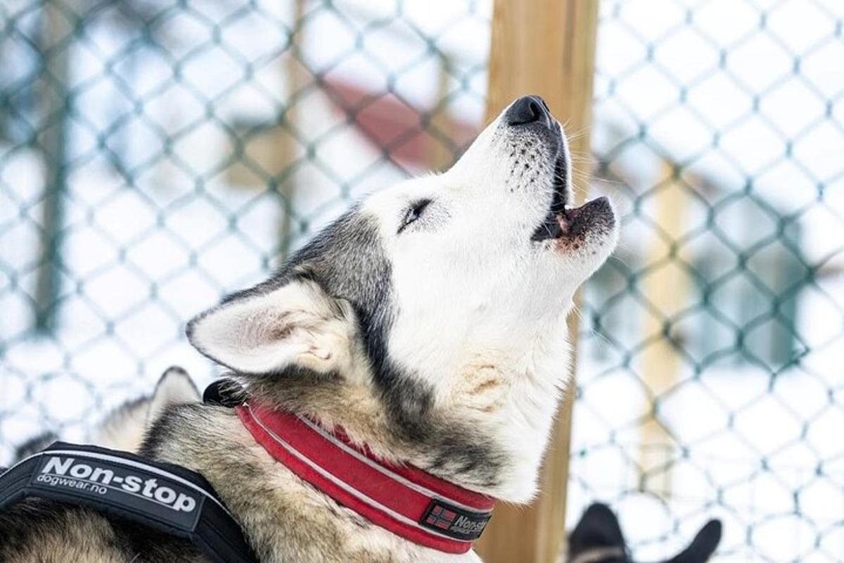 ein Hund mit Hut, der in den Himmel schaut