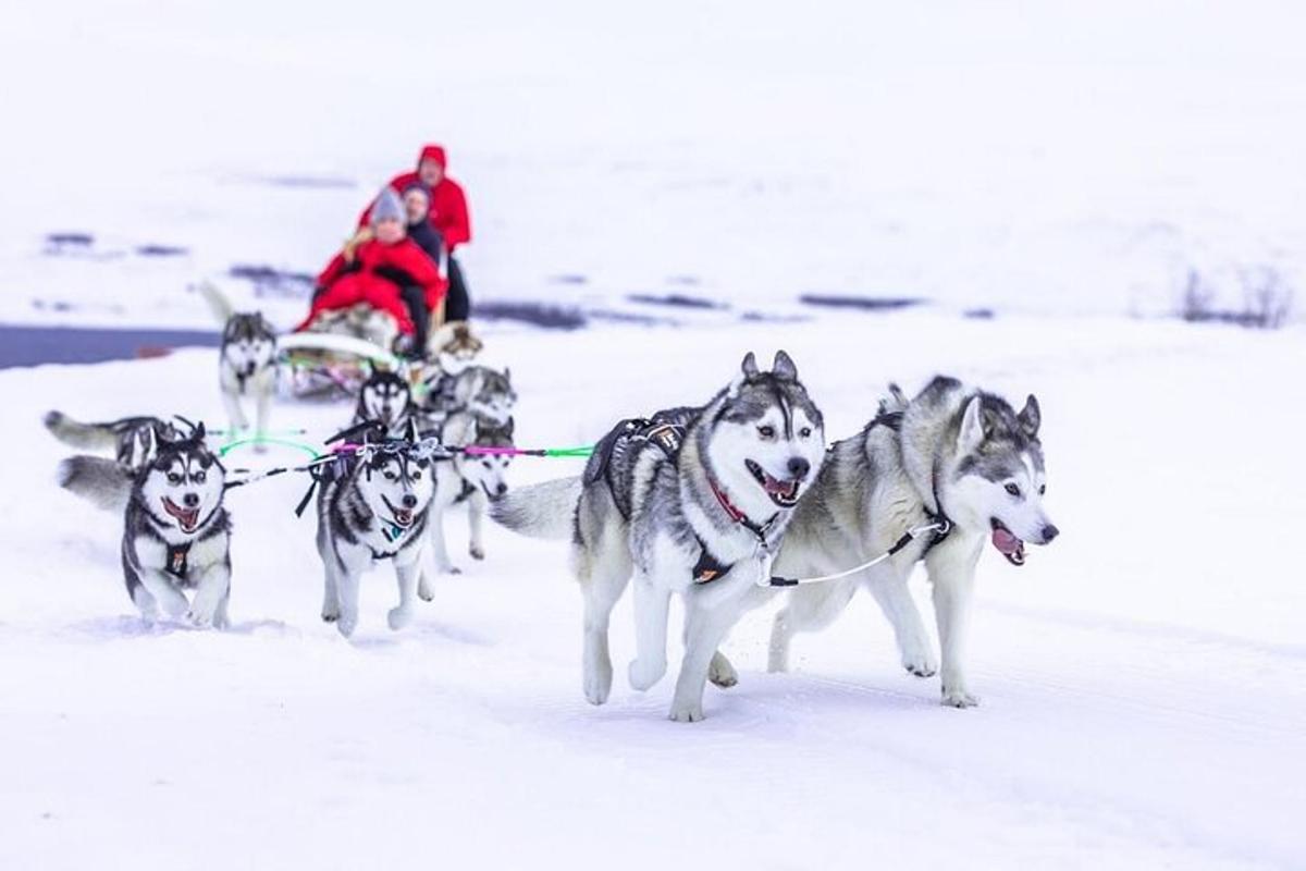 Un grupo de perros tirando de una persona en un trineo en la nieve.