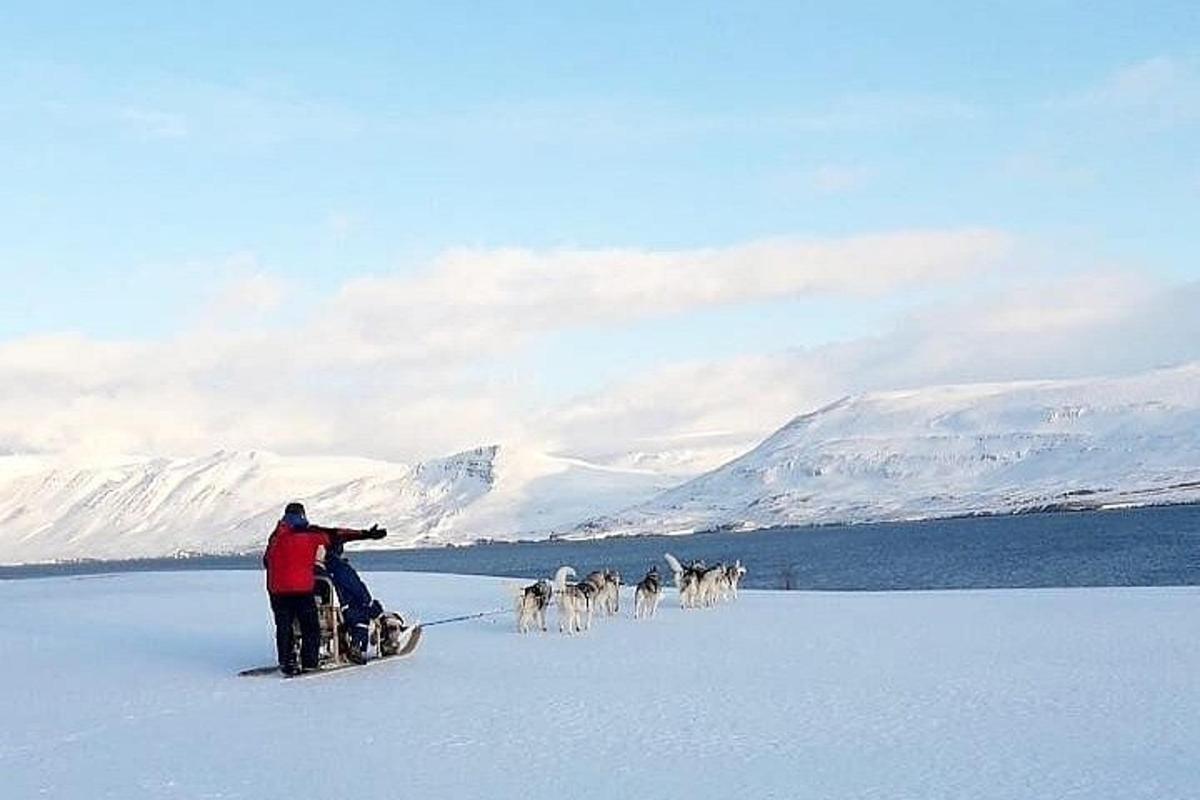 ein Mann, der eine Gruppe Hunde durch den Schnee zieht