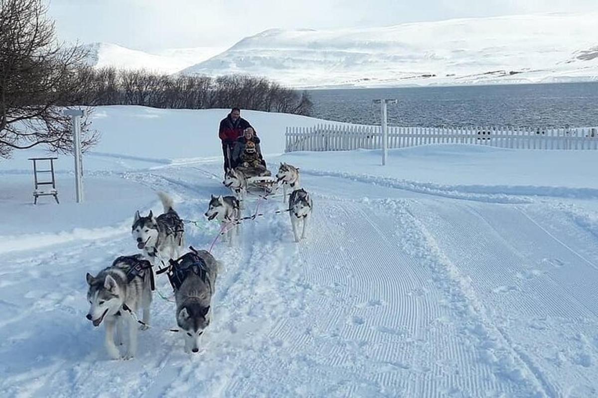 ein Mann in einem Schlitten, der von vier Hunden gezogen wird