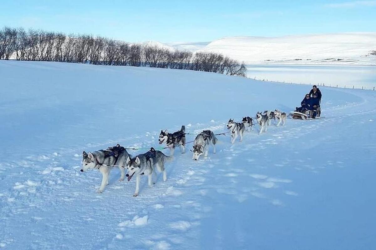 una jauría de perros tirando de un trineo en la nieve