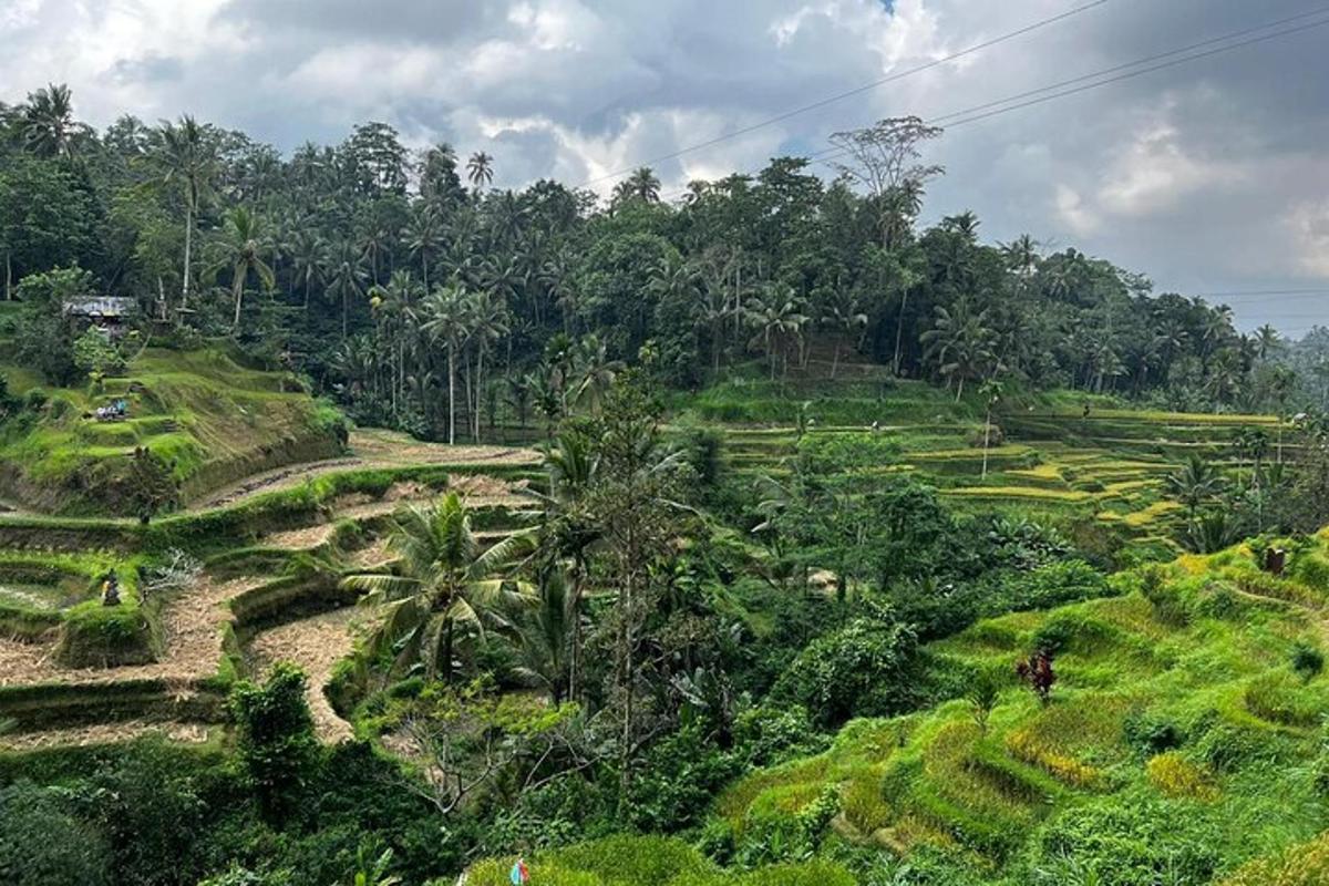 an image of a field with trees on a hill