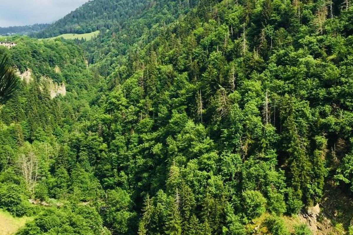 una vista dall'alto di una lussureggiante foresta verde