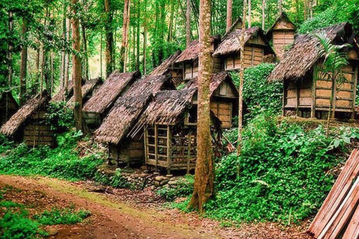 một nhóm nhà gỗ trong rừng