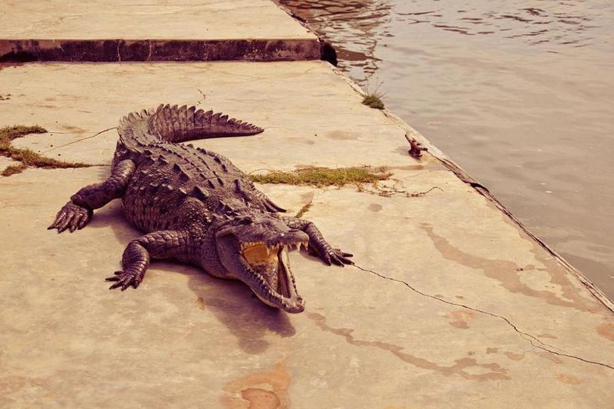 um crocodilo deitado no chão próximo à água