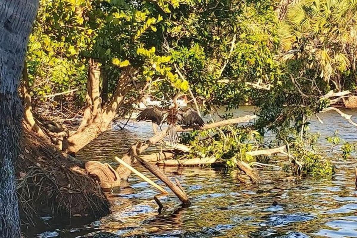 ένα υδάτινο σώμα με δέντρα και κορμούς μέσα σε αυτό