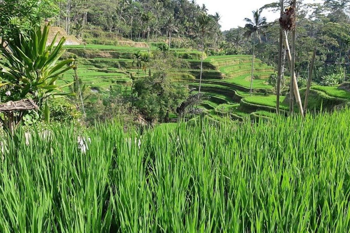 Un campo de hierba alta y verde frente a una colina