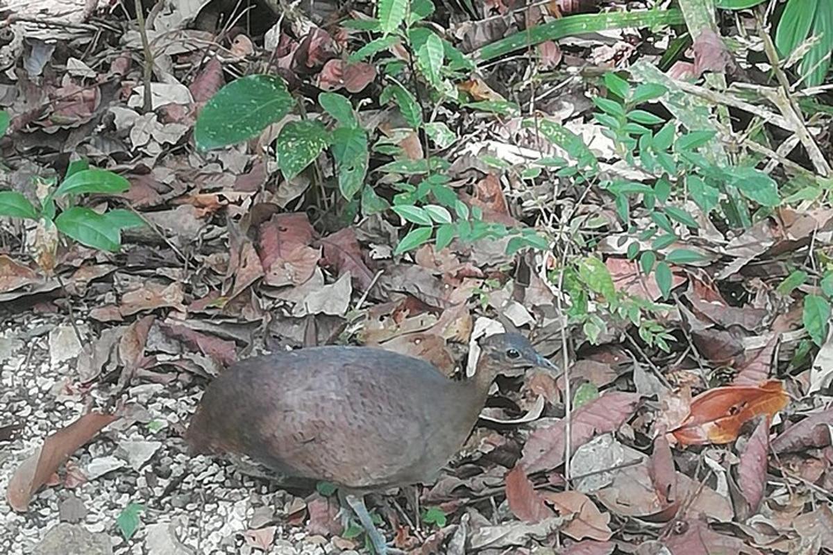 a bird sitting on the ground in the forest