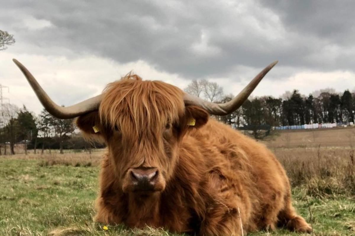 un toro marró amb banyes assegut en un camp