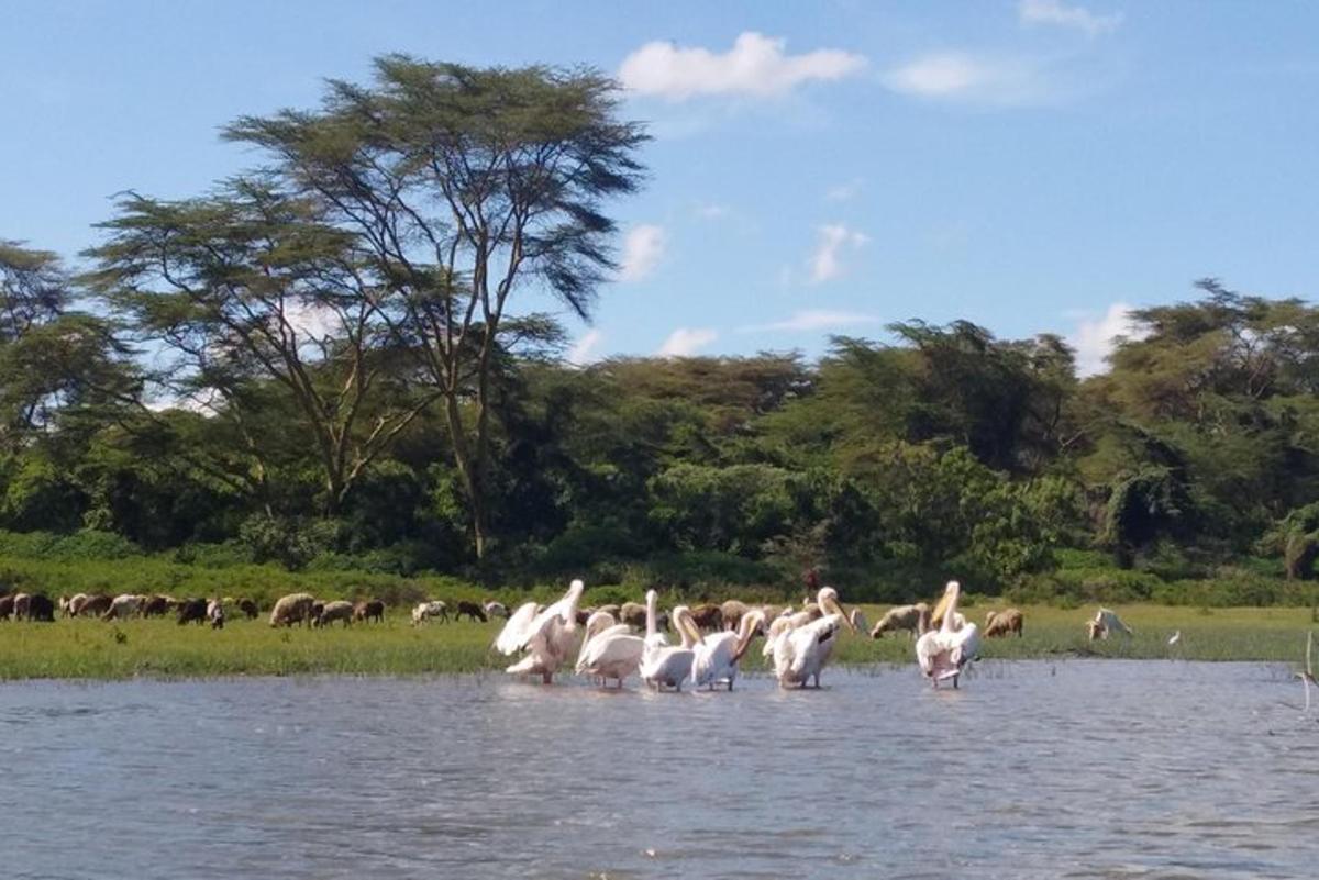 uno stormo di fenicotteri rosa in piedi nell'acqua