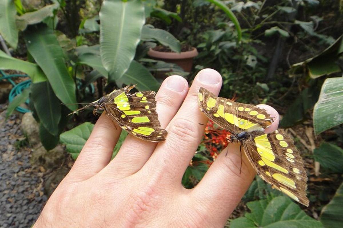 una persona que sosté dues papallones a la mà