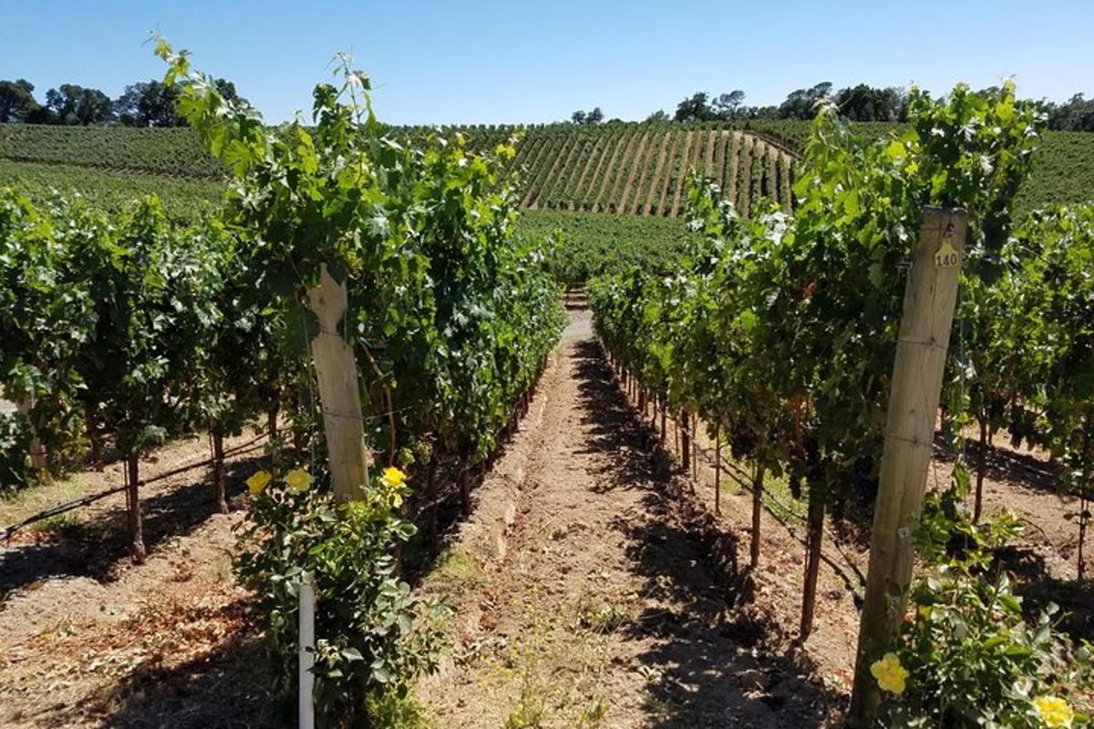 a row of grape vines in a vineyard