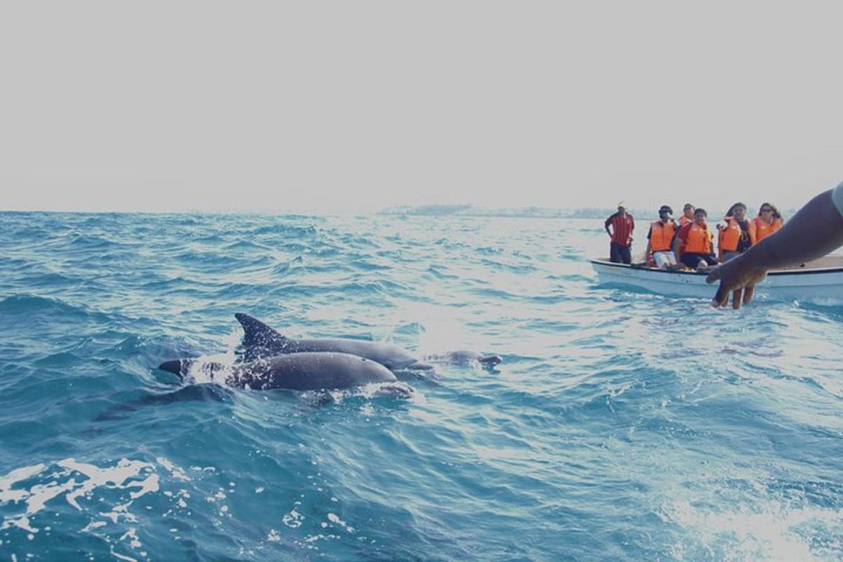 twee dolfijnen zwemmen in het water naast een boot