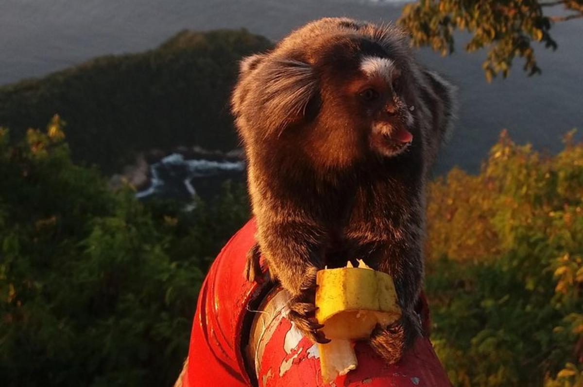 Un pequeño mono sentado encima de una boca de incendios