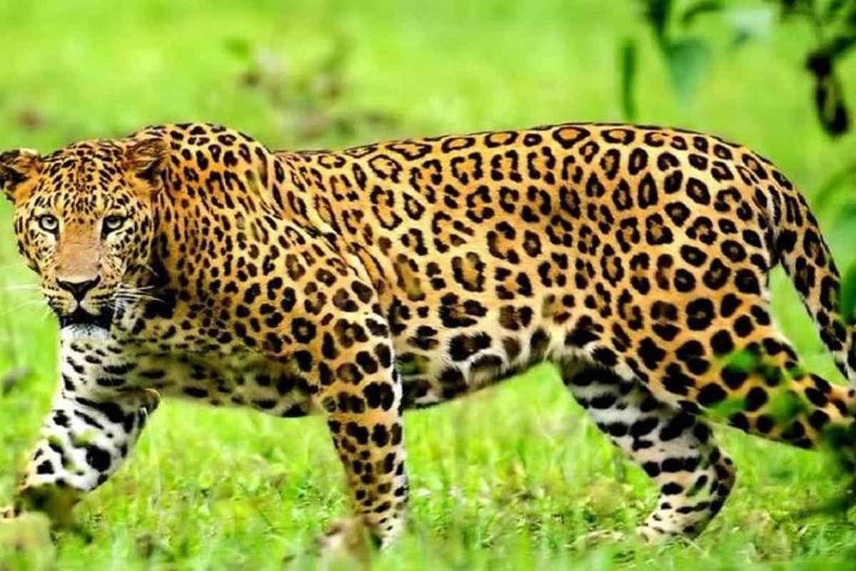 một con báo đốm đang đi trên một cánh đồng cỏ