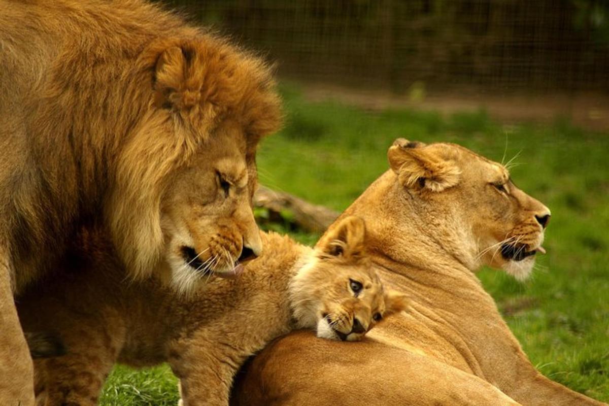 yerde yatan iki aslan ve bir aslan yavrusu