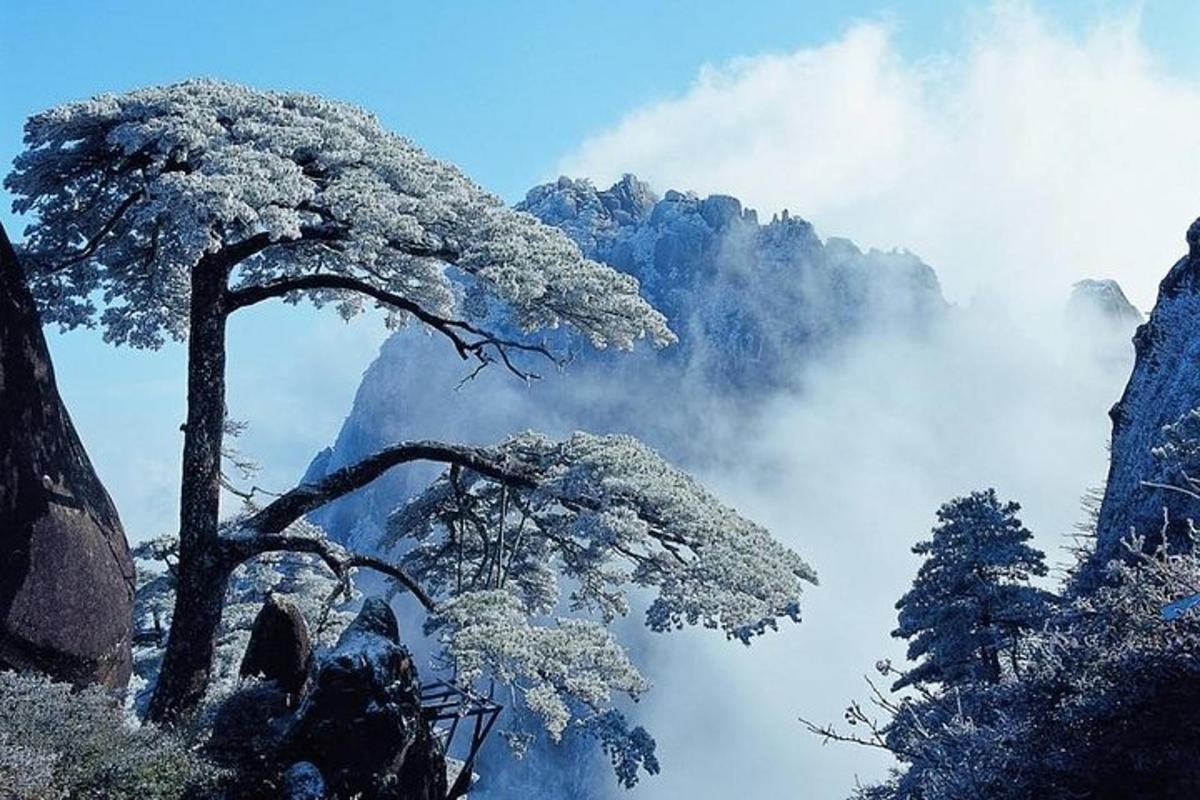 a tree on top of a mountain in the sky
