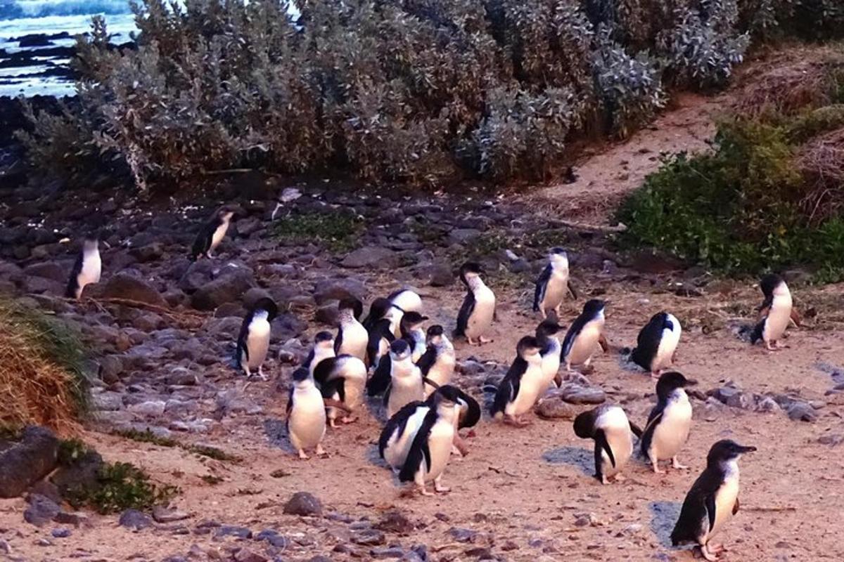 pingviinide grupp rannas jalutamas