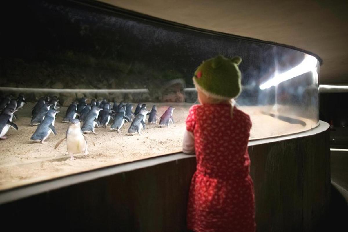 malá holčička pozorující ptáky v akváriu