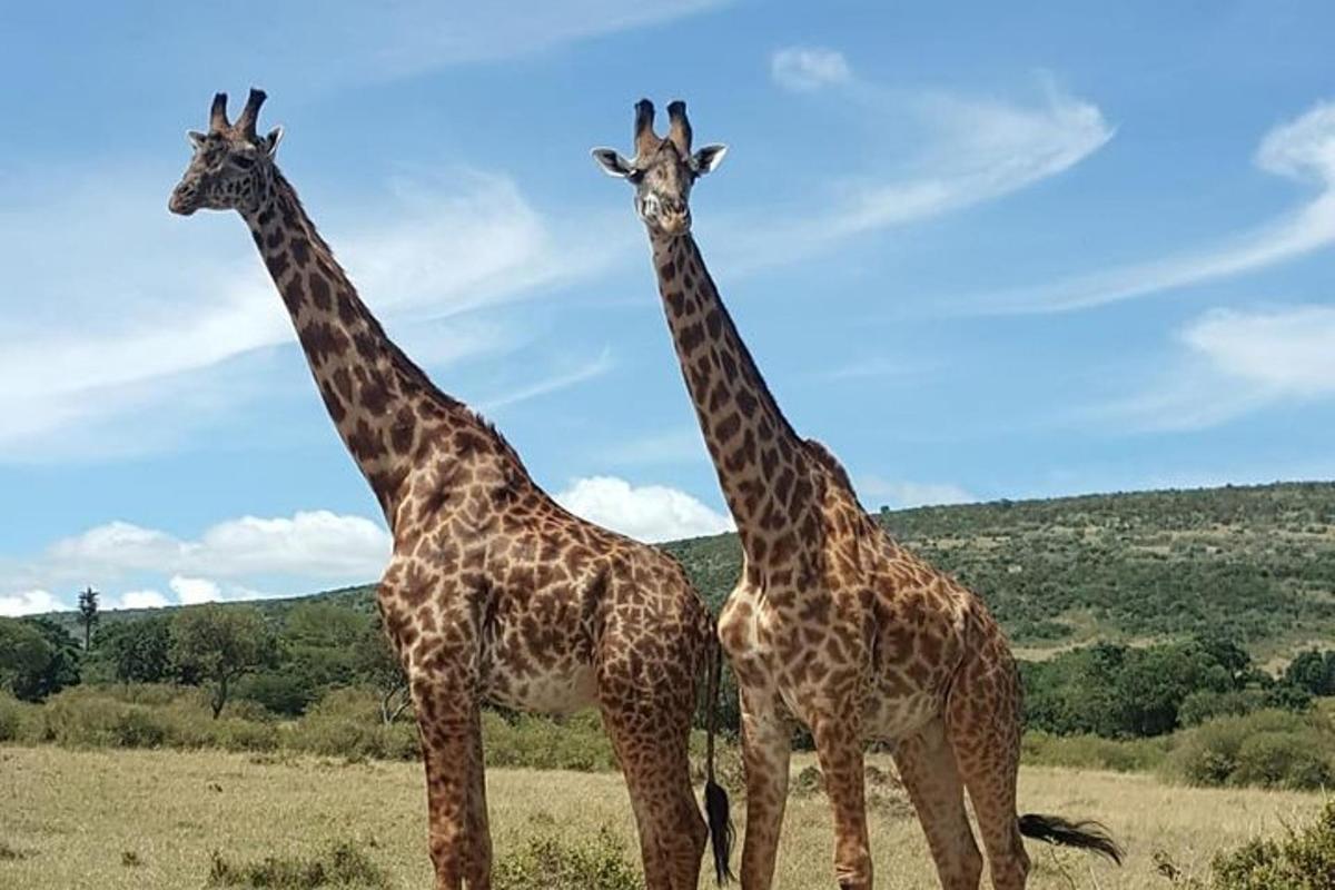 două girafe stând una lângă alta pe un câmp