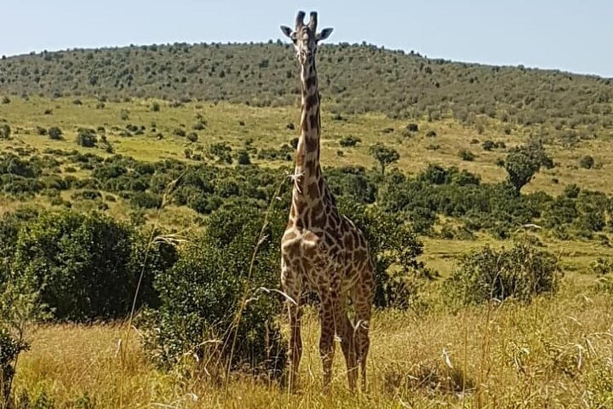 o girafă stând într-un câmp cu iarbă înaltă