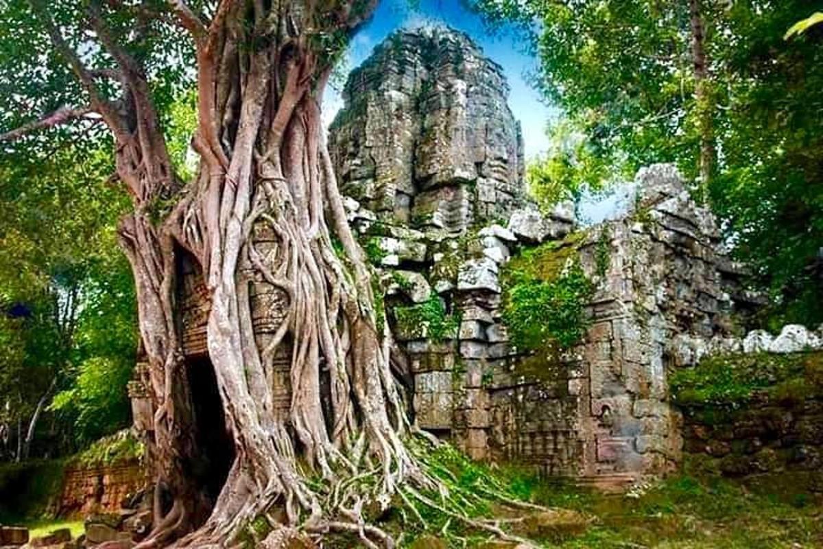 uma árvore crescendo em frente a um edifício de pedra