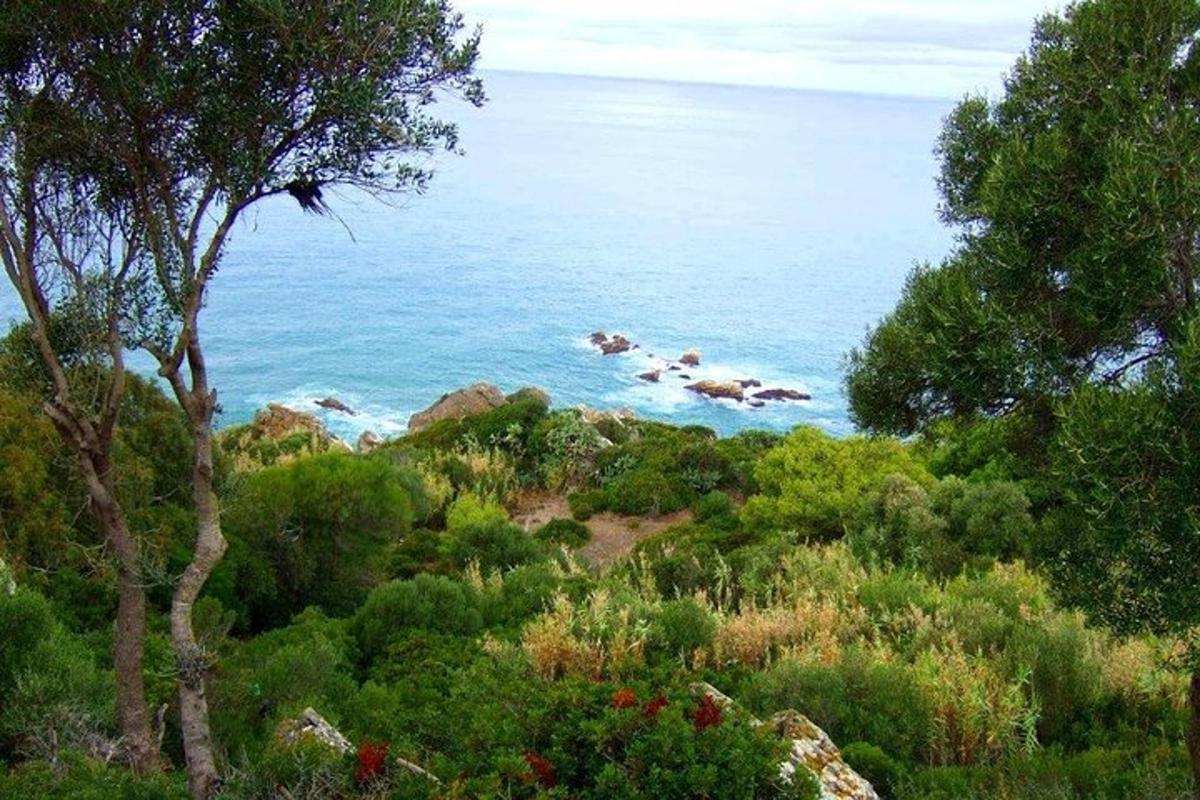 una vista dell'oceano da una collina con alberi