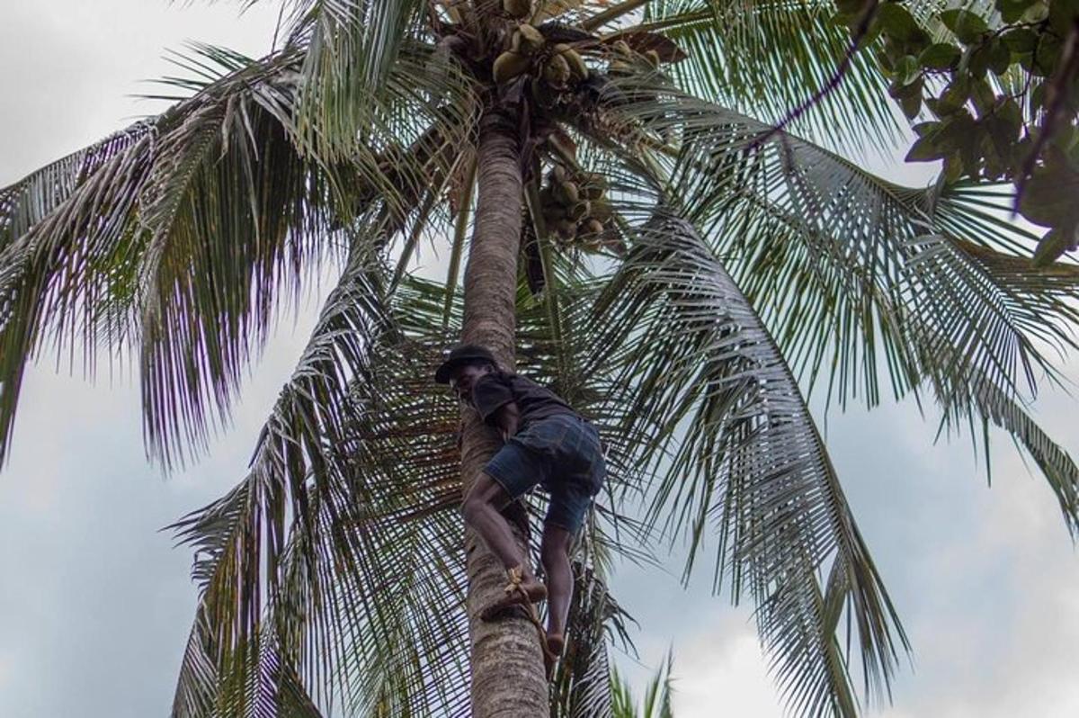 a man is climbing up a palm tree