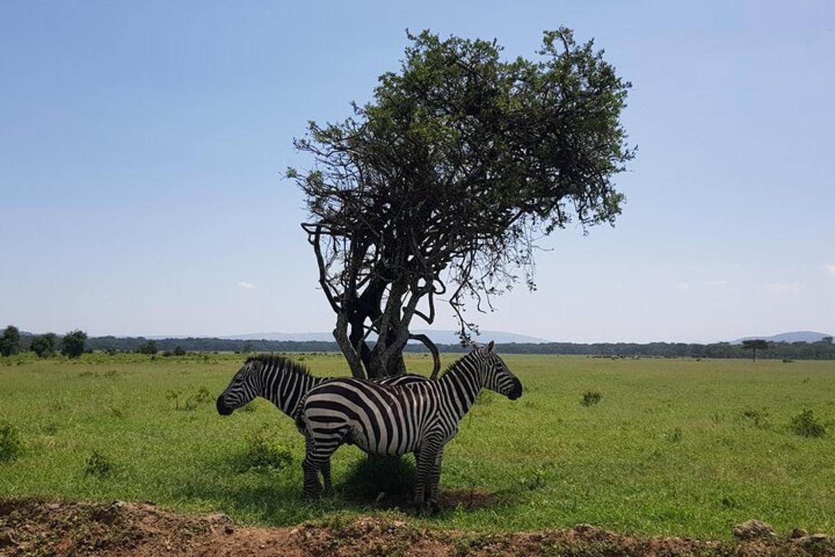két zebra áll egy fa mellett egy mezőn