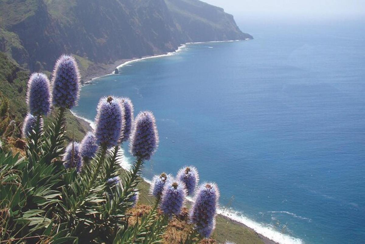 buket ljubičastog cvijeća na brdu uz ocean