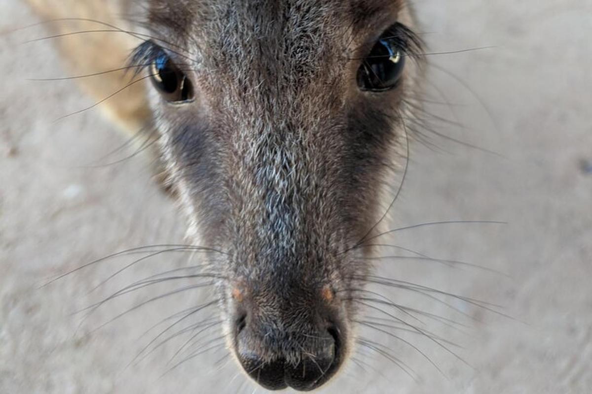 a close up of aapo animal with its eyes