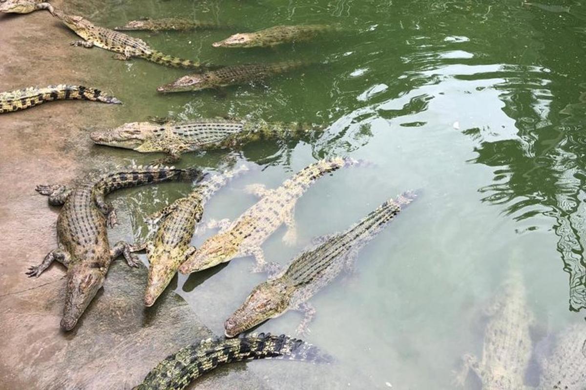 un gruppo di alligatori sdraiati nell'acqua