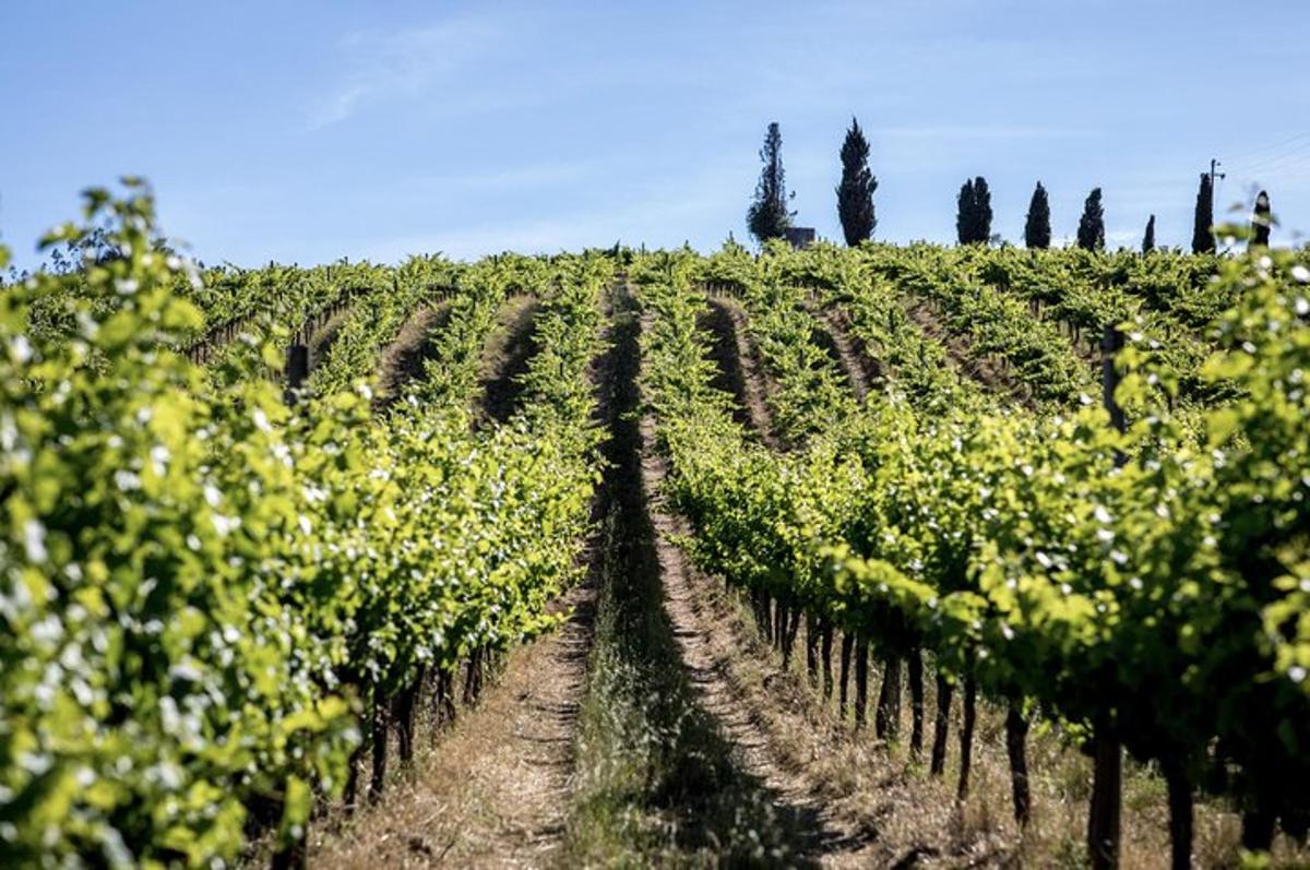 un vigneto con filari di uva in un campo