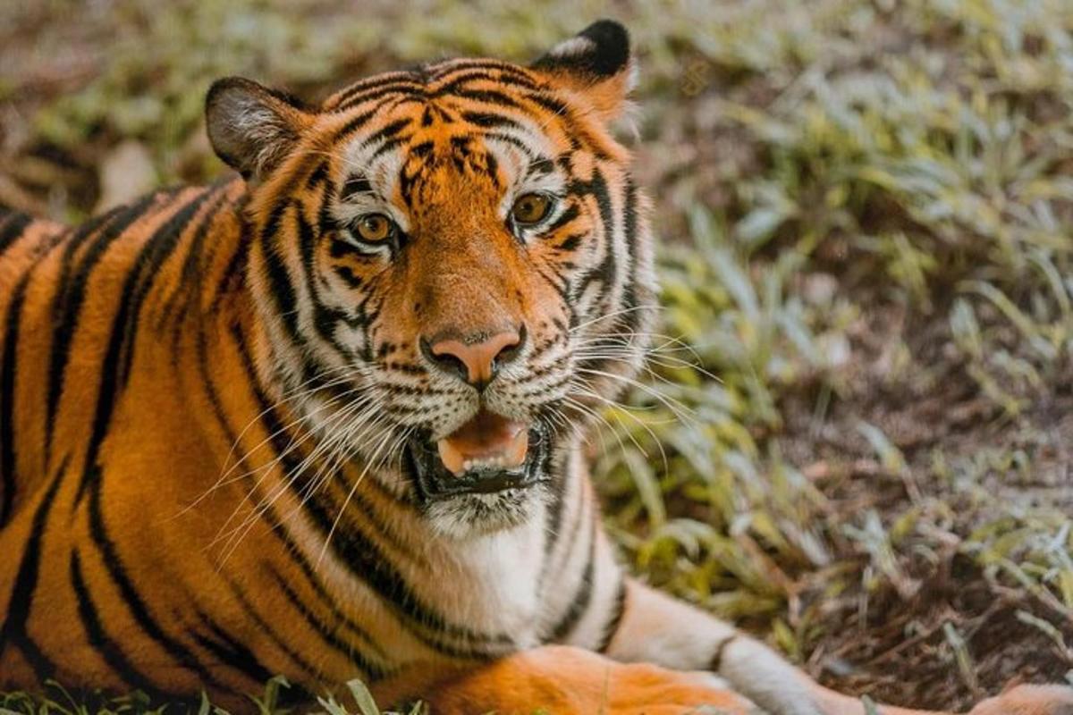 una tigre sdraiata sull'erba con la bocca aperta