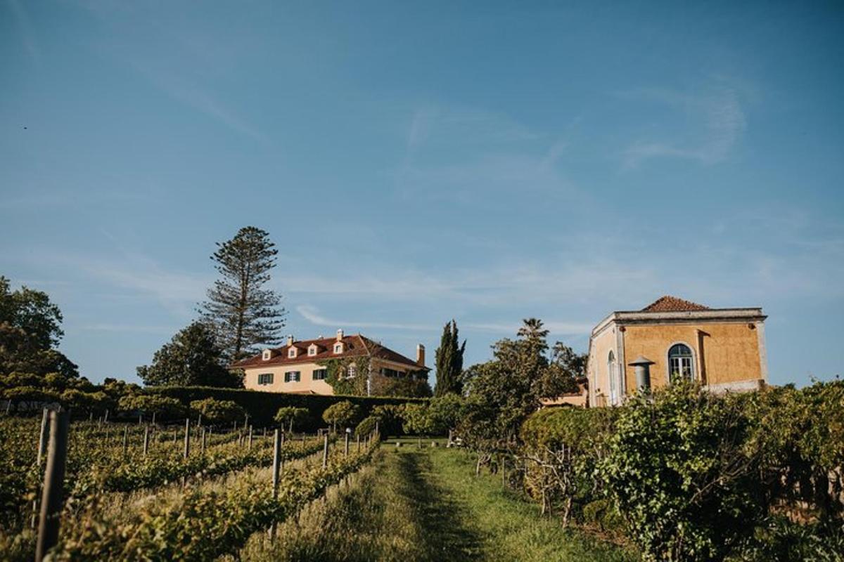 una casa e un vigneto di fronte a un edificio