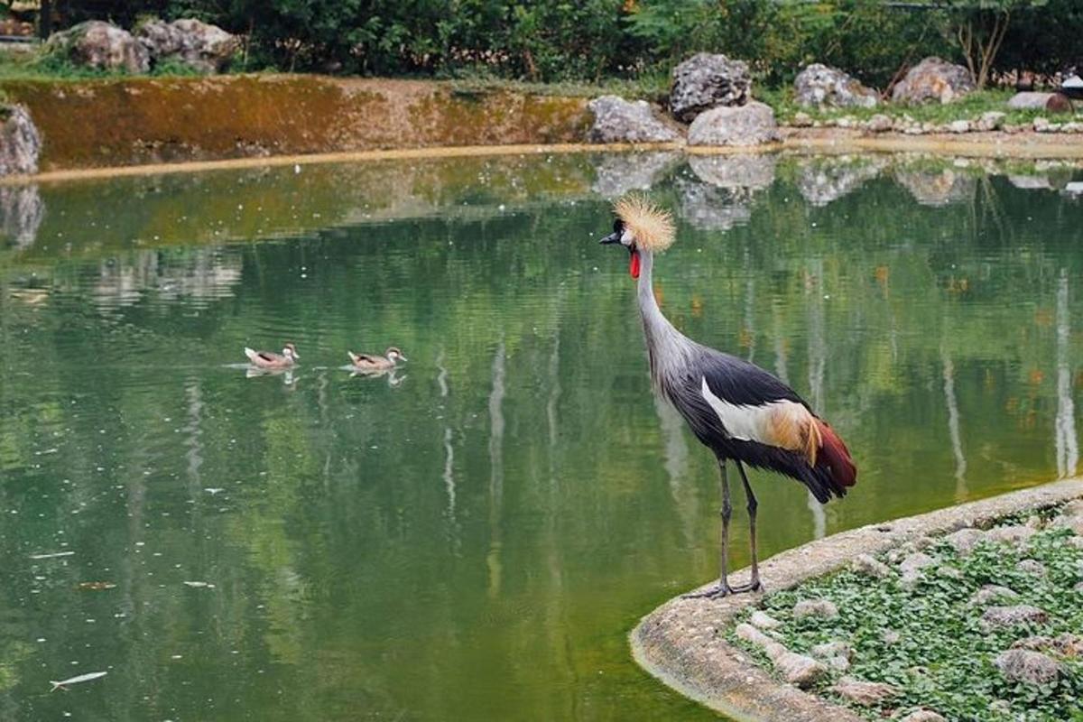 ein Vogel, der mit zwei Enten im Wasser steht