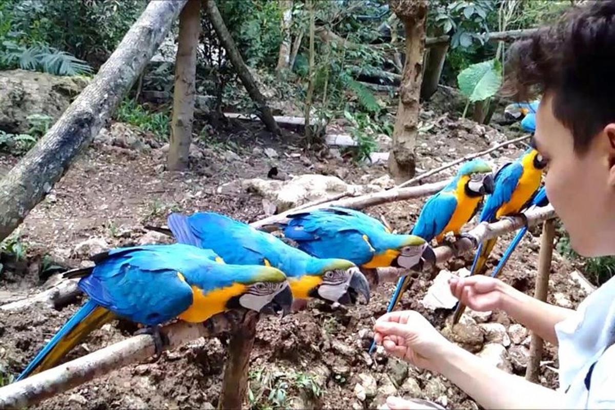 un uomo che dà da mangiare a un gruppo di uccelli blu e gialli