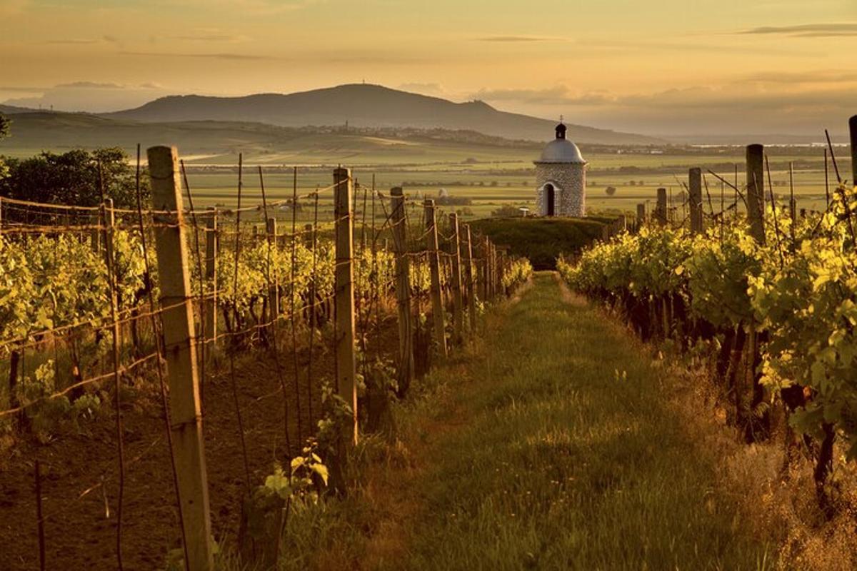 vinograd z ograjo in svetilnikom v daljavi
