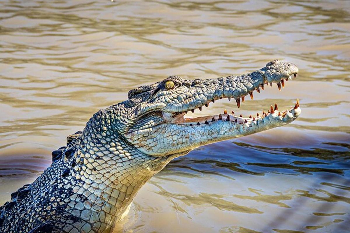 an alligator with its mouth open in the water