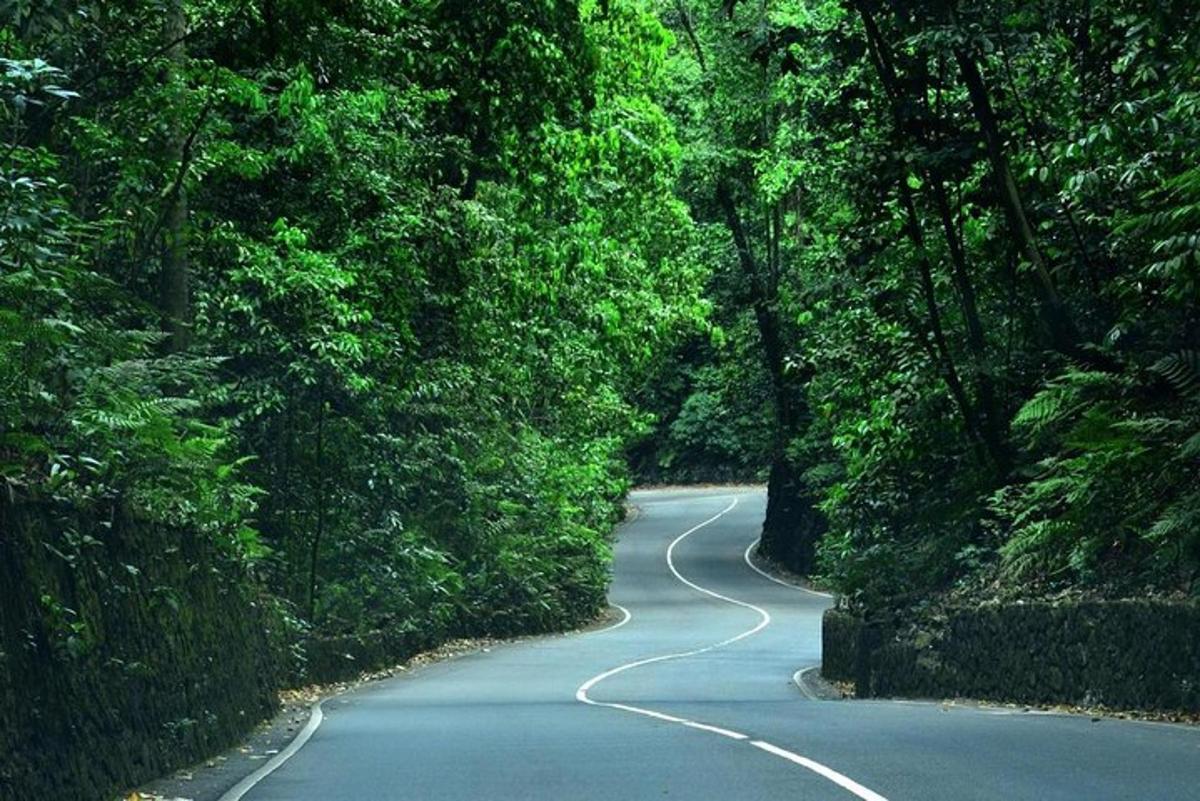 a winding road in the middle of a forest