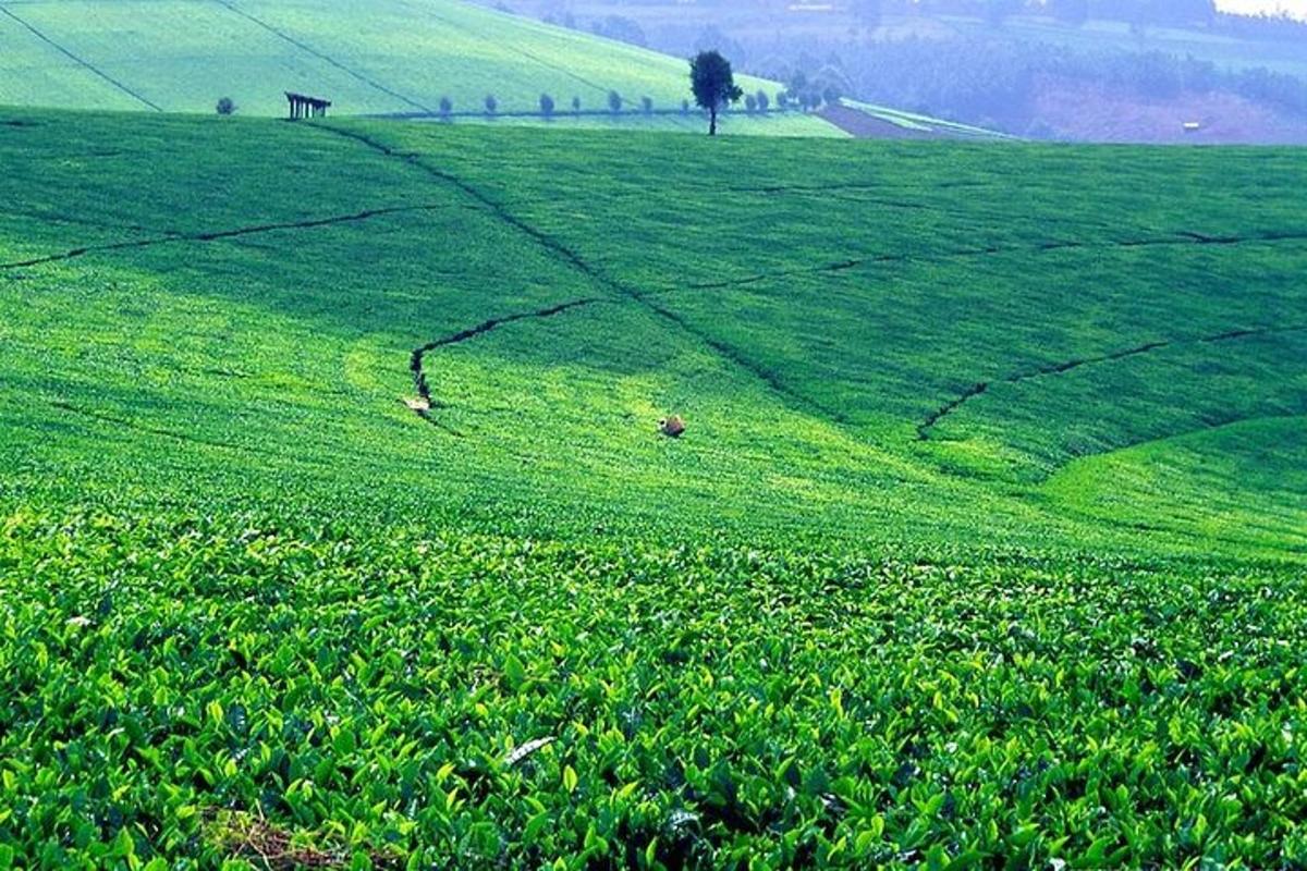 um campo de grama verde com uma árvore ao longe