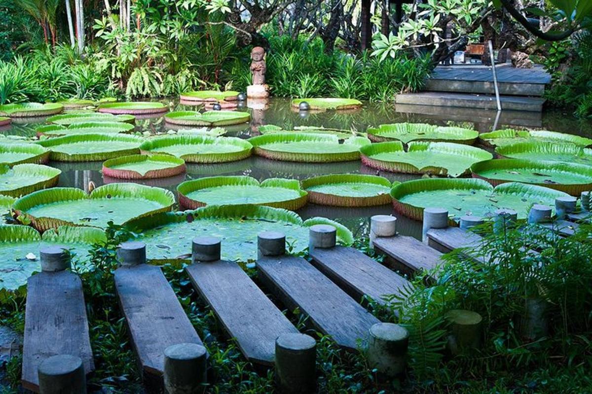 um jardim com nenúfares verdes na água