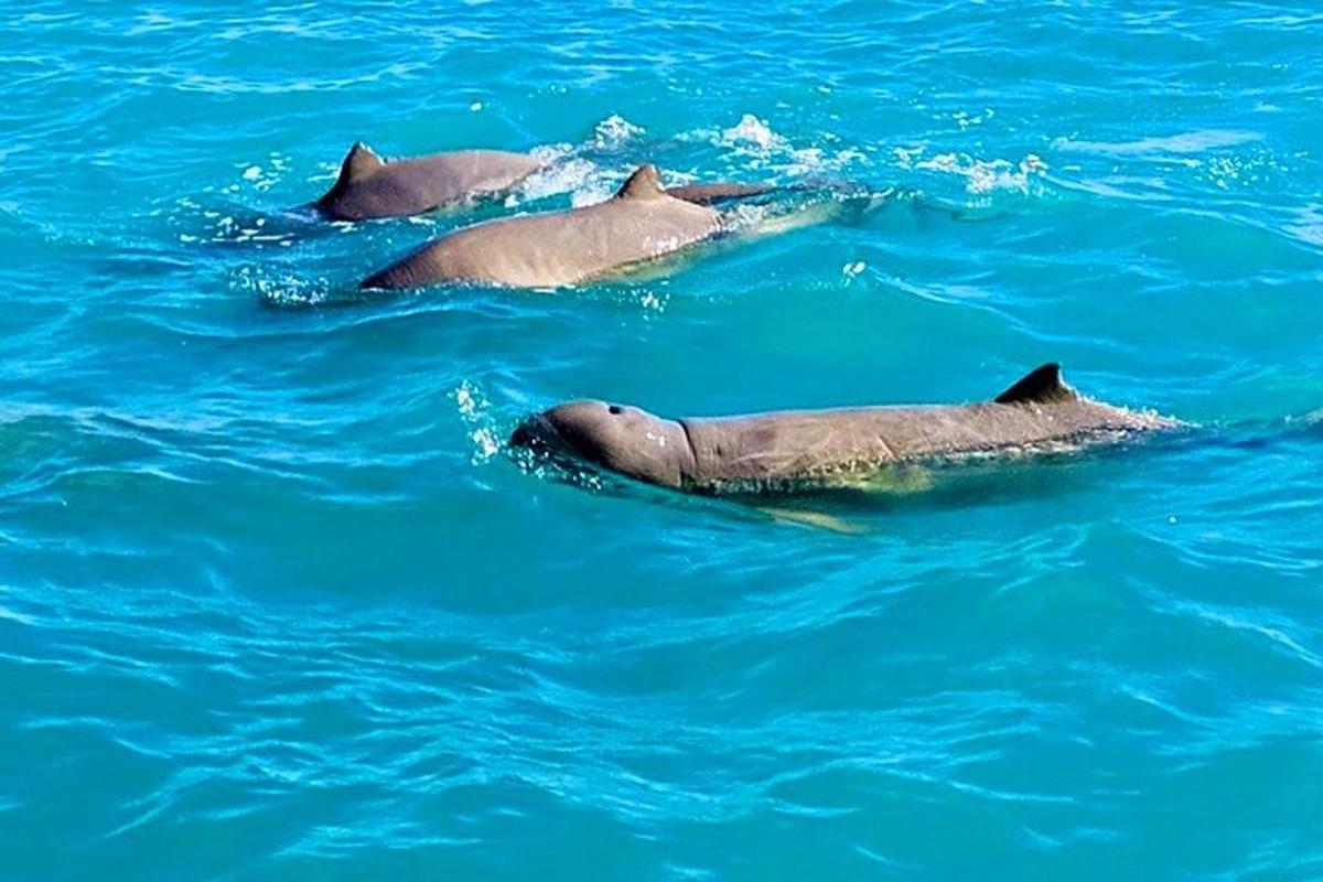 a group of three dolphins swimming in the water
