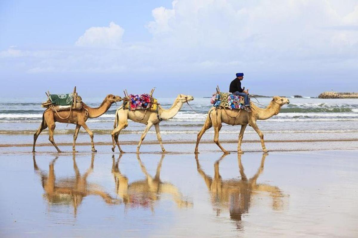 un uomo che cavalca tre cammelli sulla spiaggia