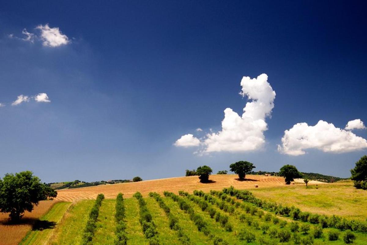 een veld met rijen groene planten op een heuvel